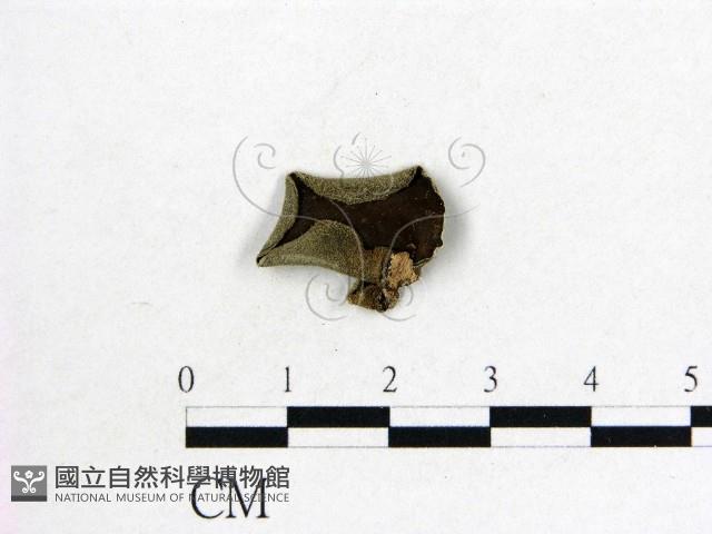 毛木耳藏品圖，第1張