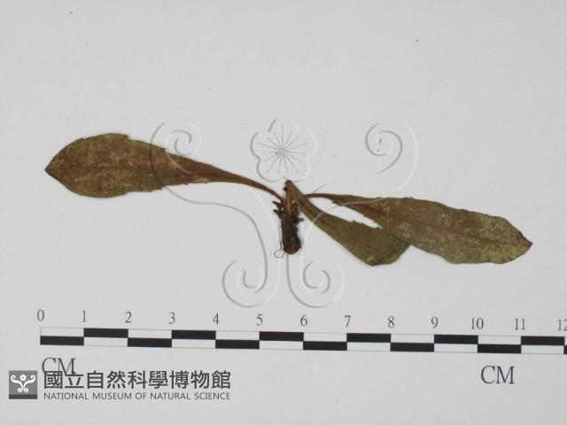 登錄號:F0019302藏品圖，第1張
