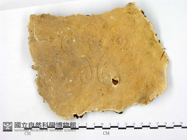 登錄號:F0008212藏品圖，第1張