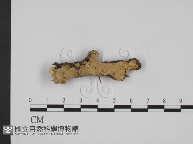 登錄號:F0009212藏品圖，第1張