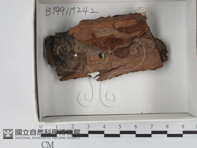 登錄號:F0018112藏品圖，第1張