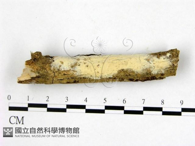 顯絲菌屬藏品圖，第1張