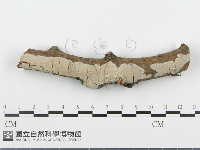 登錄號:F0005112藏品圖，第1張