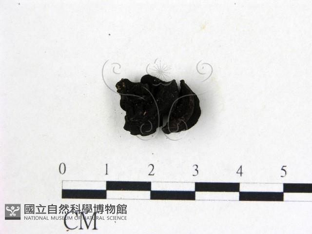 登錄號:F0008012藏品圖，第1張