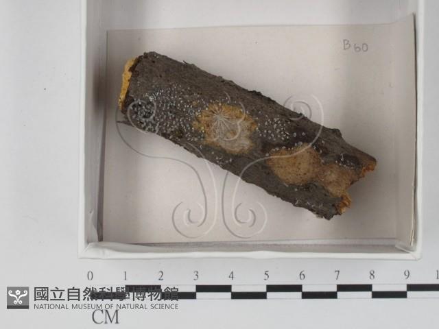 登錄號:F0018012藏品圖，第1張