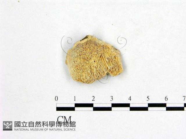 登錄號:F0007012藏品圖，第1張