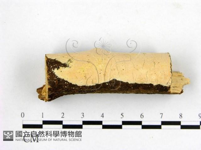 登錄號:F0005012藏品圖，第1張
