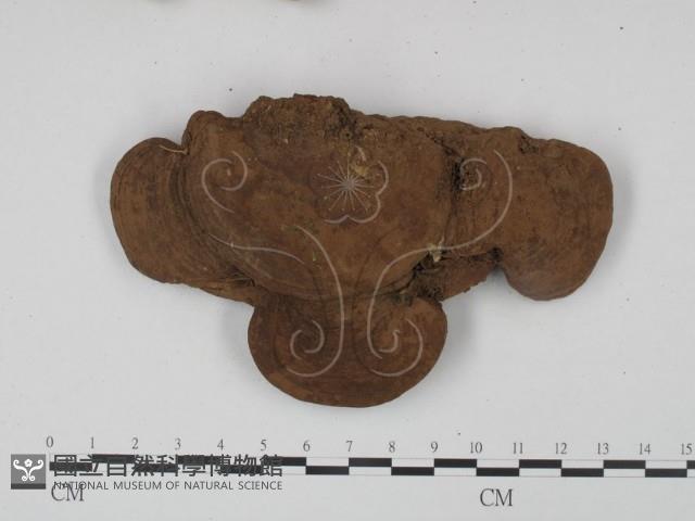 登錄號:F0009012藏品圖，第1張