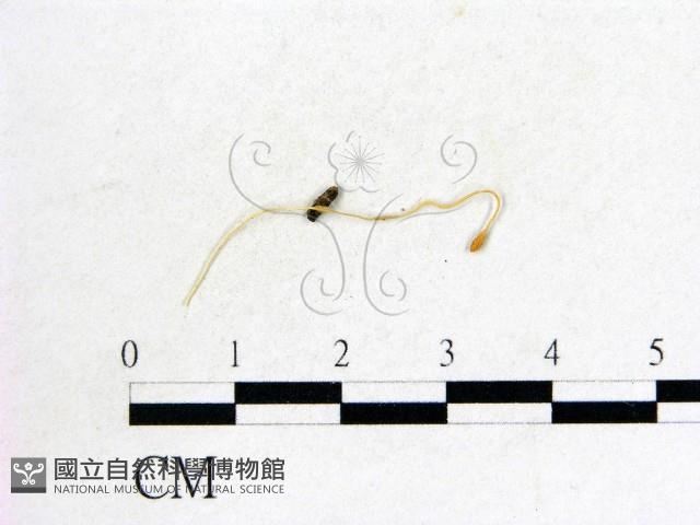 登錄號:F0008312藏品圖，第1張