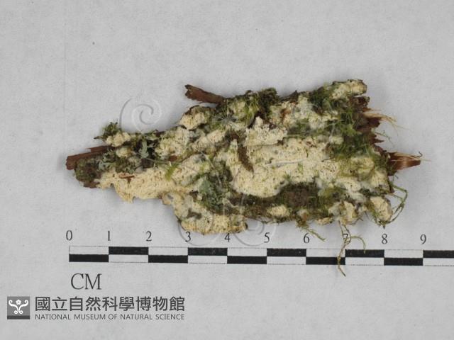 銳孔菌屬藏品圖，第1張