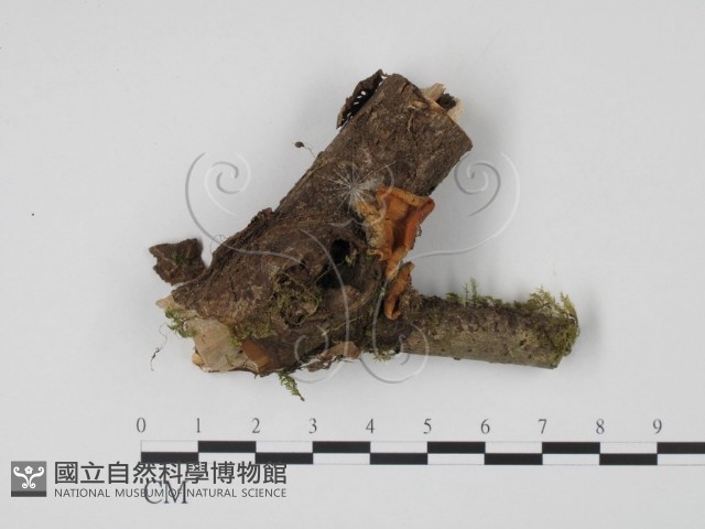 登錄號:F0008292藏品圖，第1張