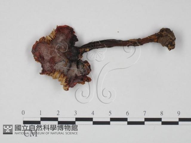 紅菇屬藏品圖，第1張