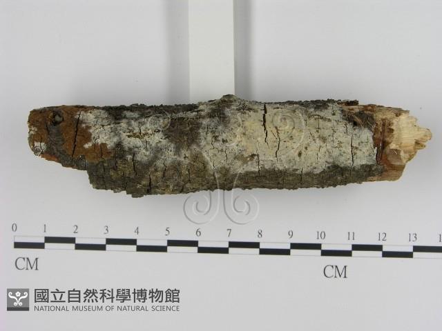 登錄號:F0000292藏品圖，第1張
