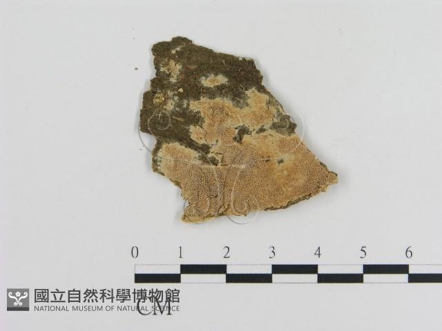 登錄號:F0010292藏品圖，第1張