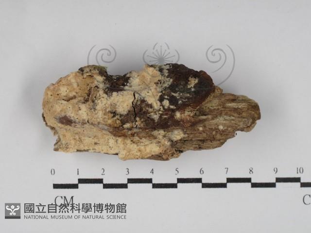 絲齒菌屬藏品圖，第1張