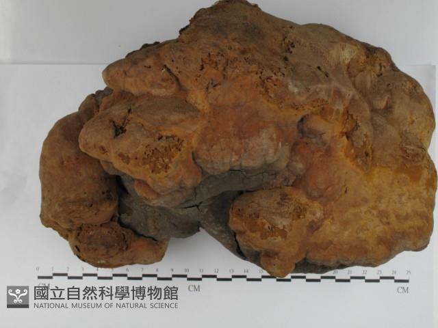 木層孔菌屬藏品圖，第1張