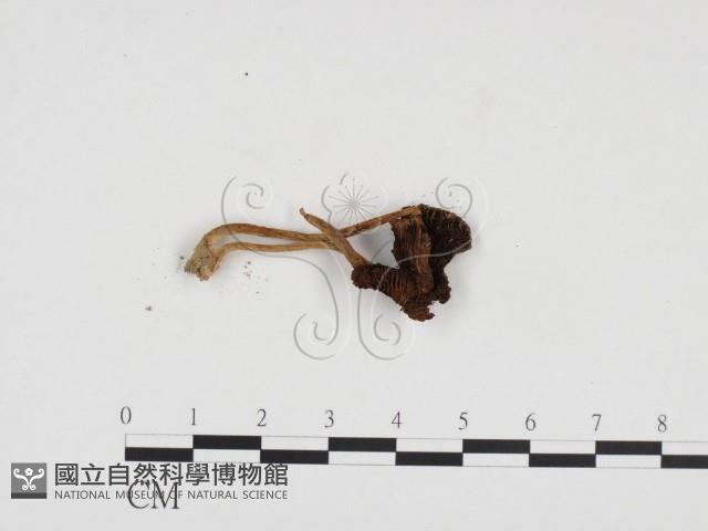 登錄號:F0024292藏品圖，第1張