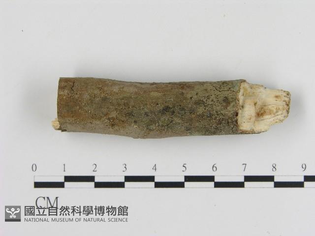 刺革菌屬藏品圖，第1張