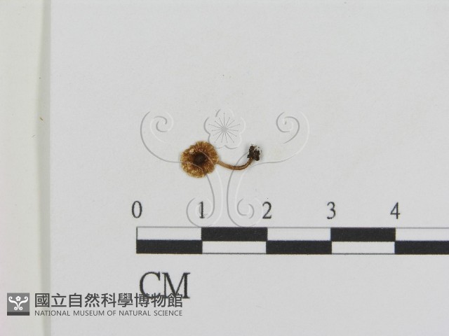 登錄號:F0014292藏品圖，第1張
