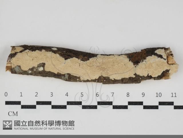 耙菌屬藏品圖，第1張