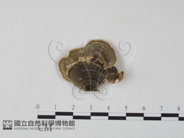 雲芝藏品圖，第1張