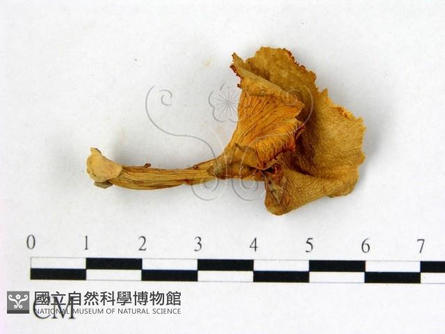 登錄號:F0002292藏品圖，第1張