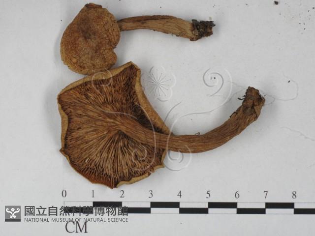 登錄號:F0027292藏品圖，第1張