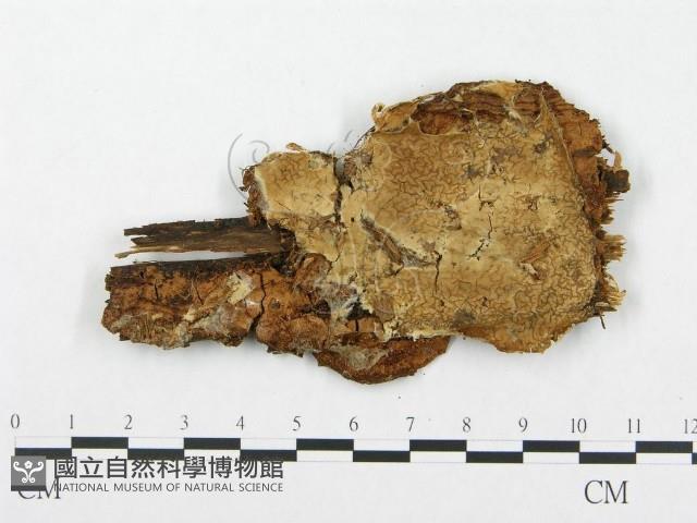 登錄號:F0007292藏品圖，第1張