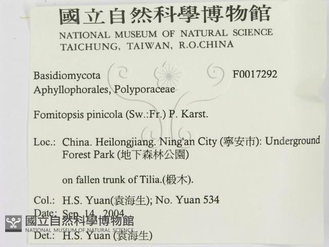 松生擬層孔菌藏品圖，第3張