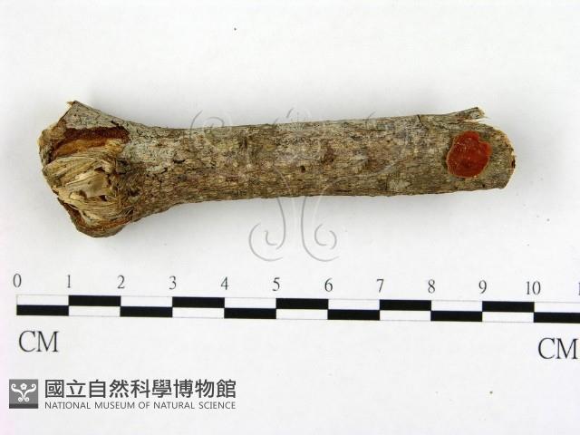 登錄號:F0005292藏品圖，第1張