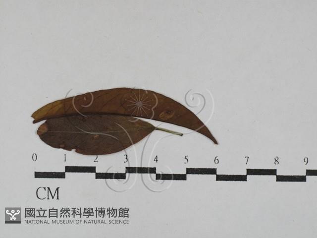 登錄號:F0029292藏品圖，第1張