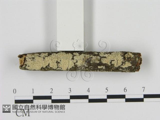 登錄號:F0009292藏品圖，第1張