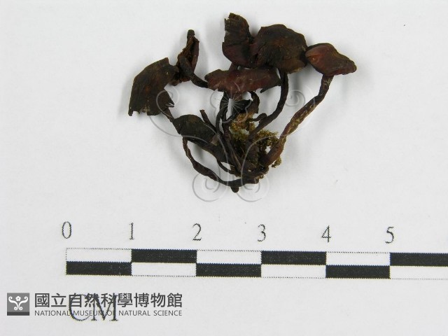 登錄號:F0003292藏品圖，第1張