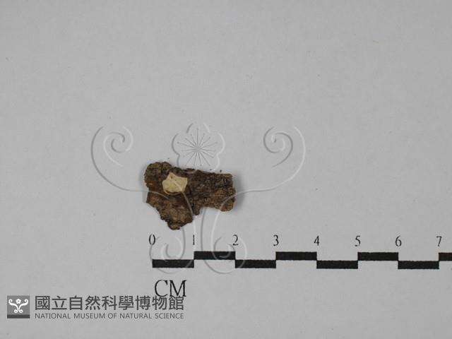登錄號:F0028892藏品圖，第1張