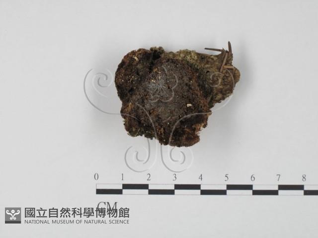 登錄號:F0018892藏品圖，第1張