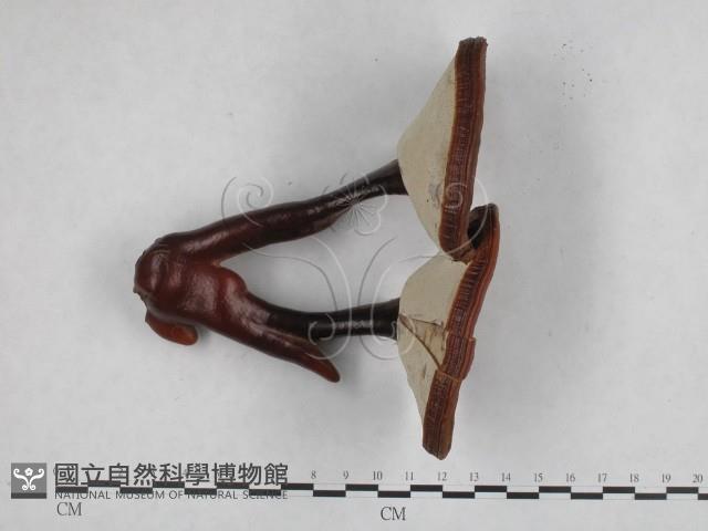 重傘靈芝藏品圖，第1張