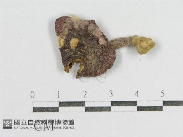 紅菇屬藏品圖，第1張