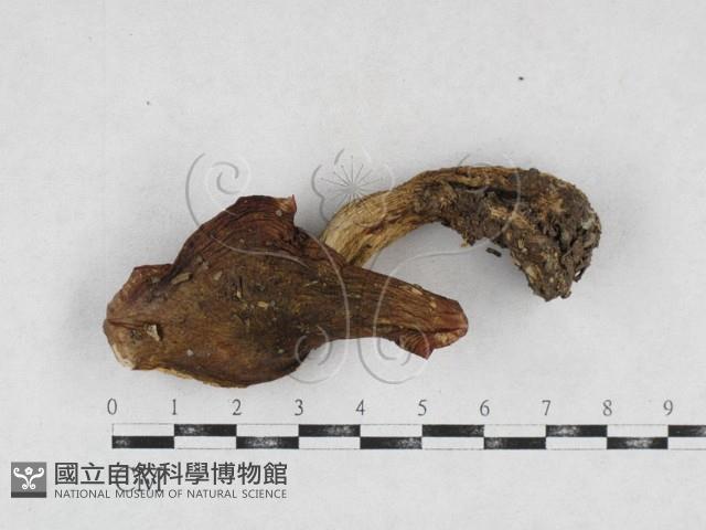 紅菇屬藏品圖，第1張