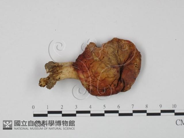 紅菇屬藏品圖，第1張