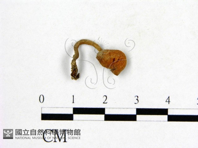 登錄號:F0001892藏品圖，第3張
