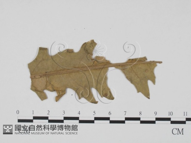 登錄號:F0011892藏品圖，第1張