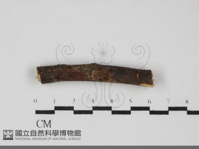 登錄號:F0031892藏品圖，第1張