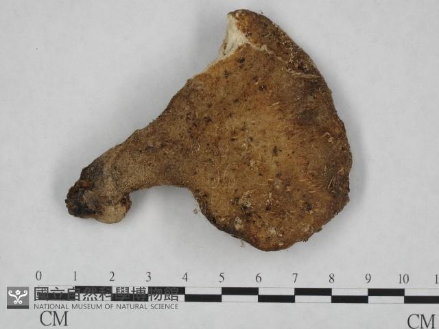 登錄號:F0004892藏品圖，第1張