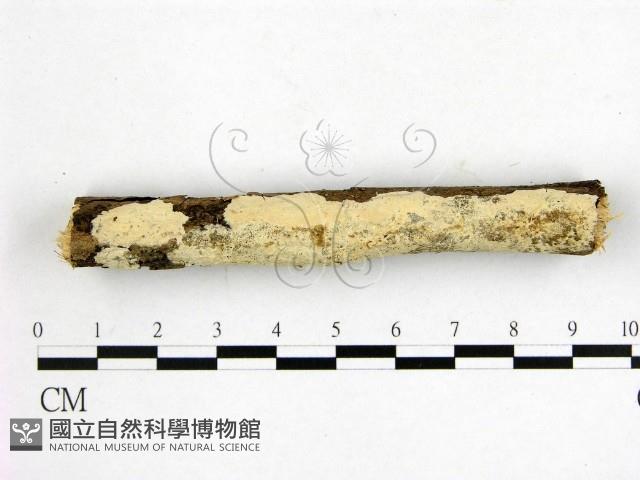 顯絲菌屬藏品圖，第1張