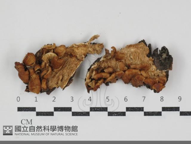 登錄號:F0034892藏品圖，第1張