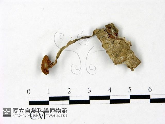 登錄號:F0022892藏品圖，第1張