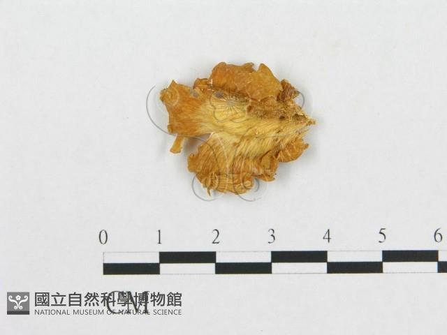 多孔菌屬藏品圖，第1張