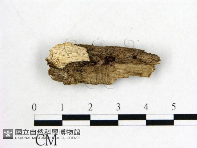 登錄號:F0017892藏品圖，第1張