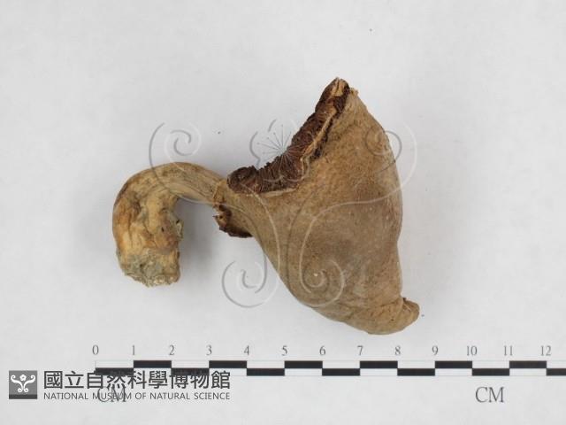 登錄號:F0025892藏品圖，第1張
