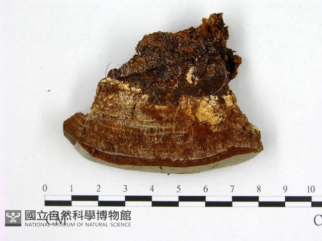 登錄號:F0005892藏品圖，第1張